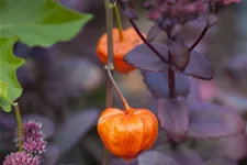 Physalis alkekengi var. franchetii