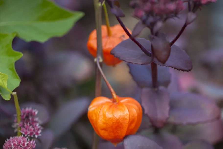 Physalis alkekengi var. franchetii