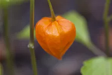 Physalis alkekengi var. franchetii