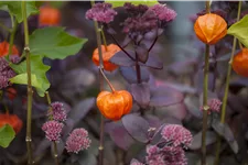 Physalis alkekengi var. franchetii