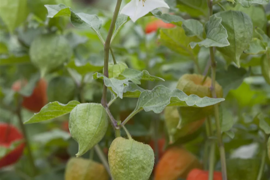 Physalis alkekengi var. franchetii