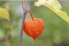 Physalis alkekengi var. franchetii