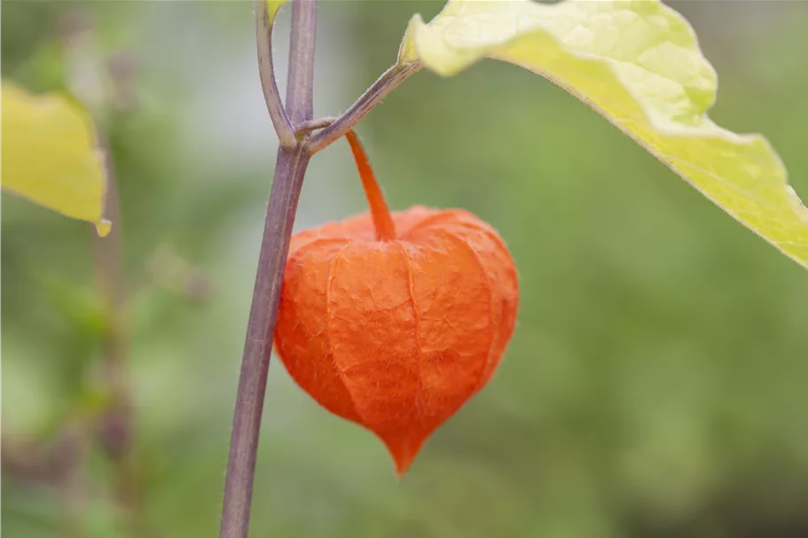 Physalis alkekengi var. franchetii