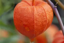 Physalis alkekengi var. franchetii