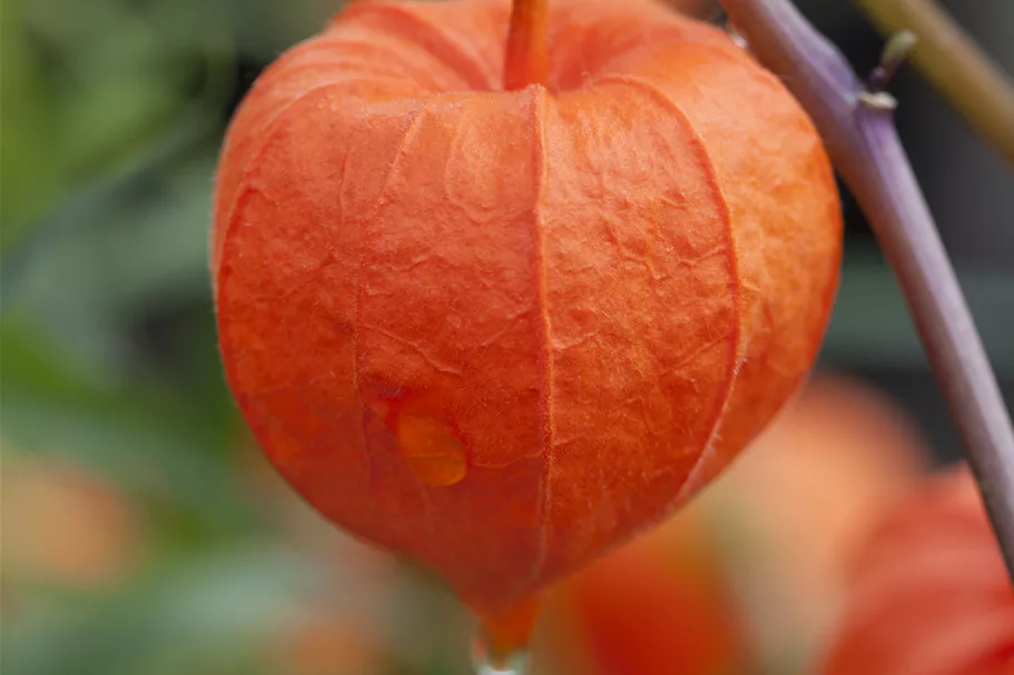 Physalis alkekengi var. franchetii