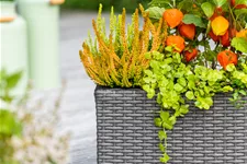 Physalis alkekengi var. franchetii