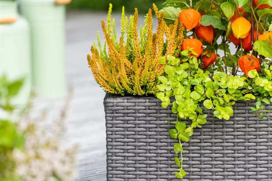 Physalis alkekengi var. franchetii