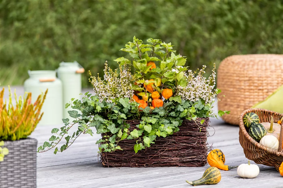 Physalis alkekengi var. franchetii