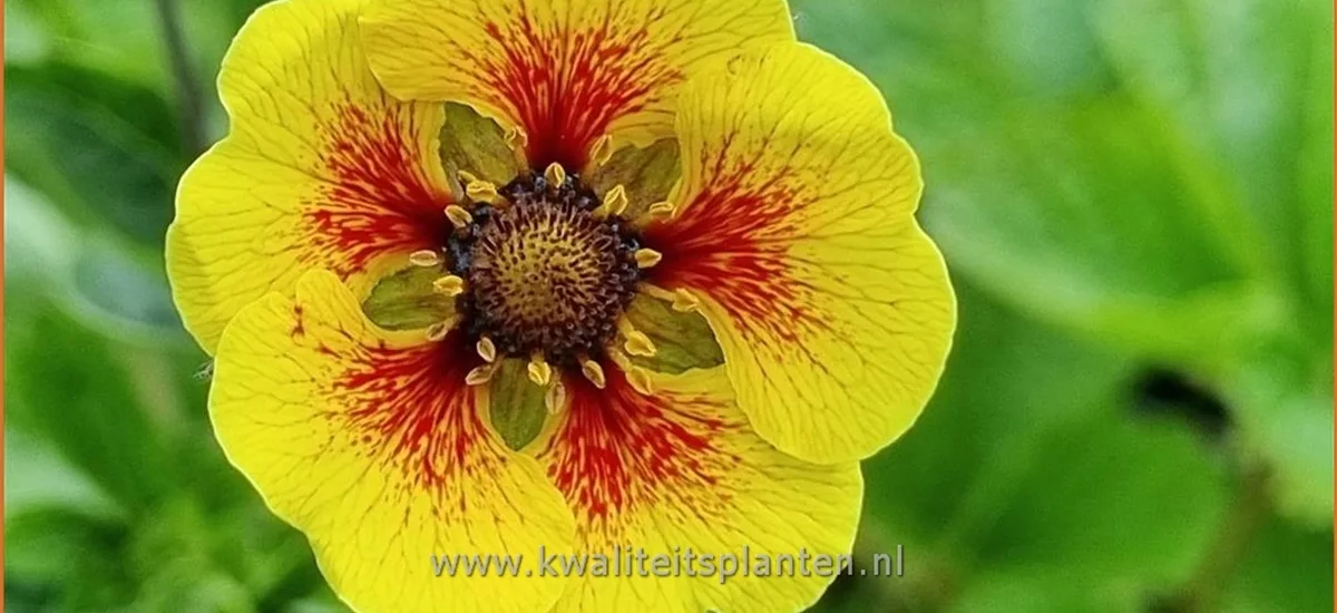 Potentilla 'Esta Ann'