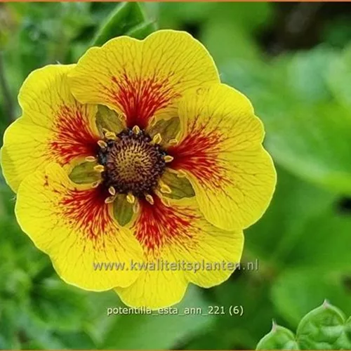 Potentilla 'Esta Ann'