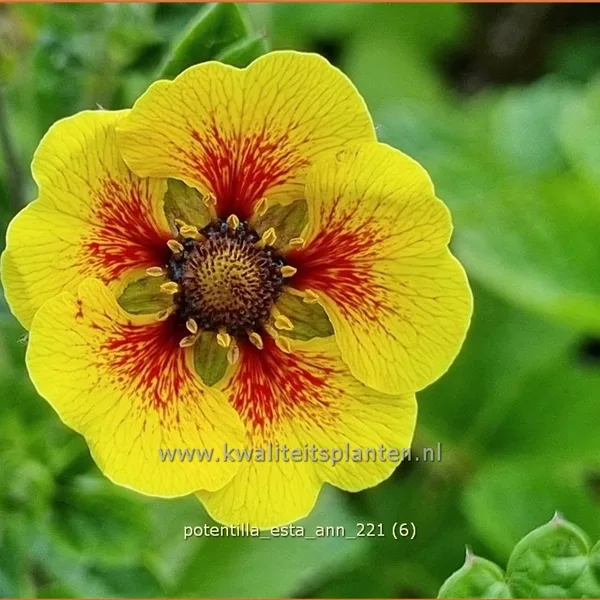 Potentilla 'Esta Ann'