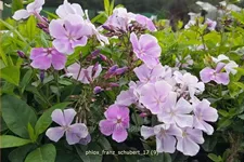 Phlox paniculata 'Franz Schubert'