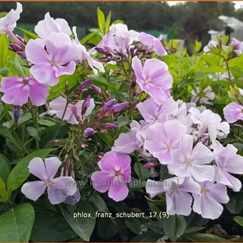 Phlox paniculata 'Franz Schubert'