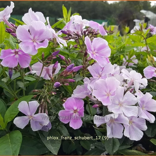 Phlox paniculata 'Franz Schubert'