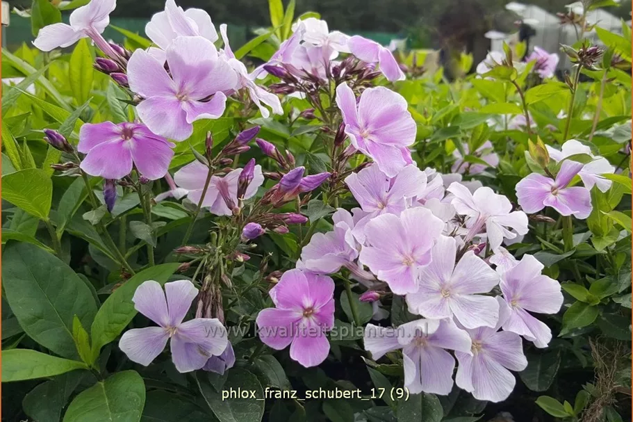 Phlox paniculata 'Franz Schubert'