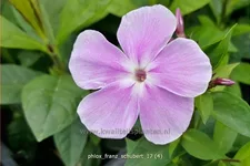 Phlox paniculata 'Franz Schubert'
