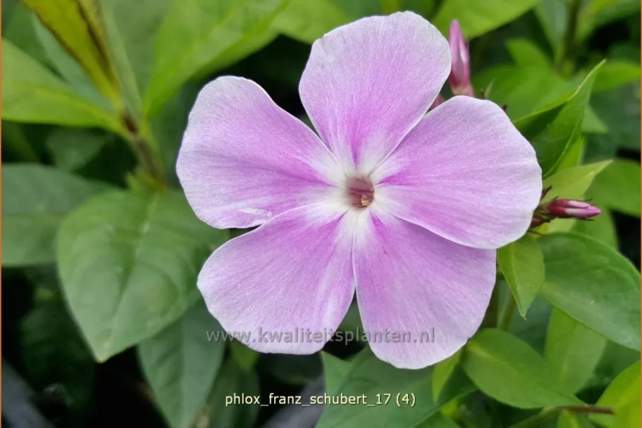 Phlox paniculata 'Franz Schubert'