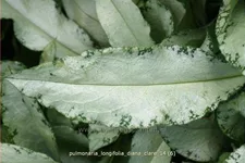 Pulmonaria longifolia 'Diana Clare'