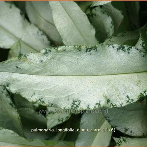 Pulmonaria longifolia 'Diana Clare'