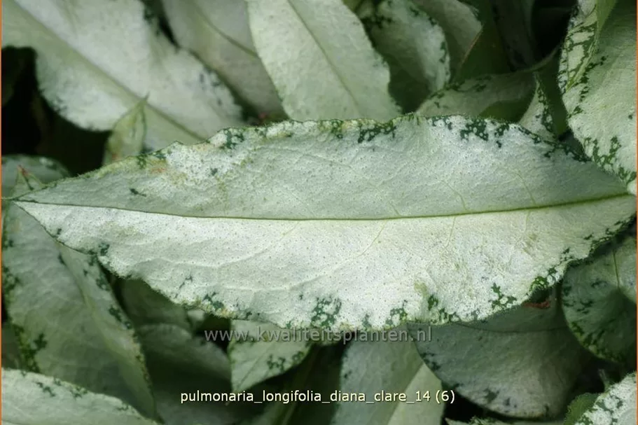 Pulmonaria longifolia 'Diana Clare'