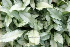 Pulmonaria longifolia 'Diana Clare'