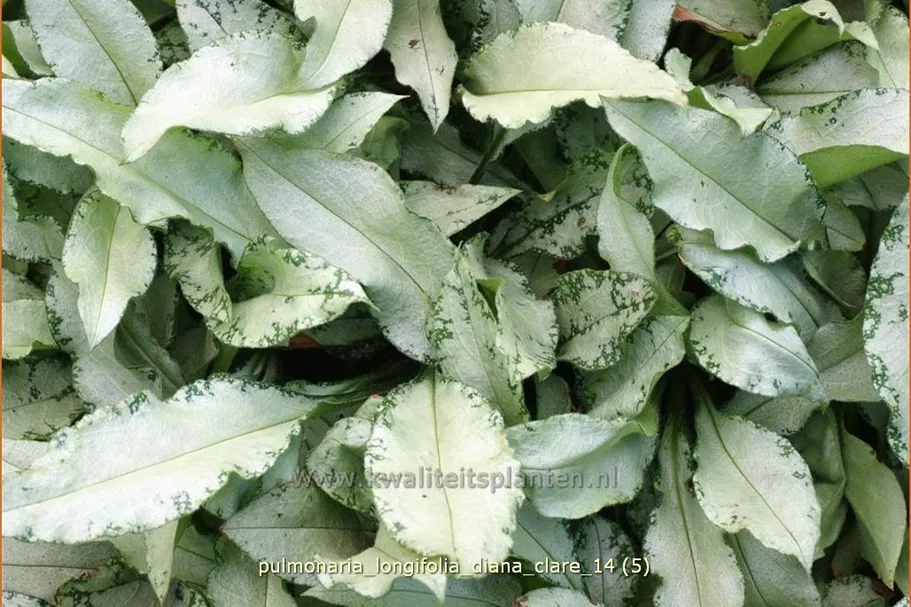 Pulmonaria longifolia 'Diana Clare'