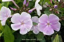 Phlox paniculata 'Franz Schubert'