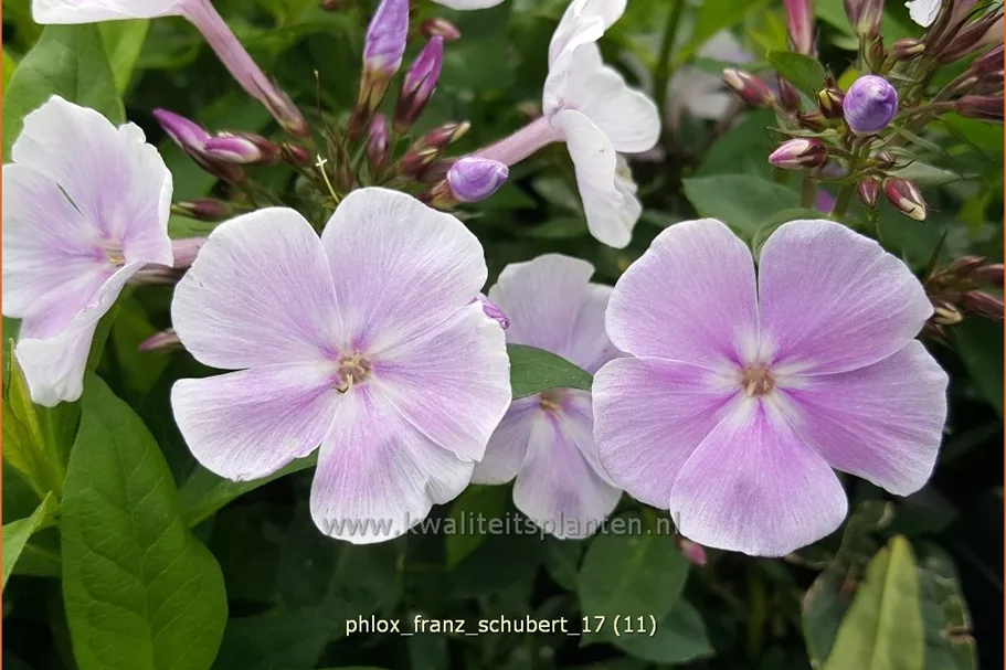 Phlox paniculata 'Franz Schubert'