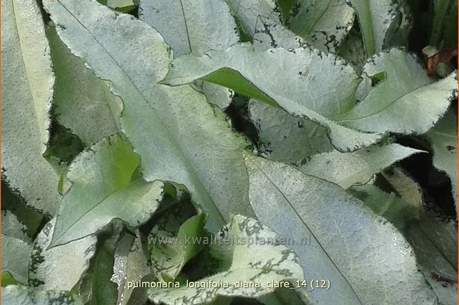 Pulmonaria longifolia 'Diana Clare'