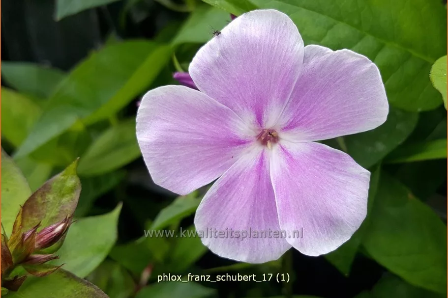 Phlox paniculata 'Franz Schubert'