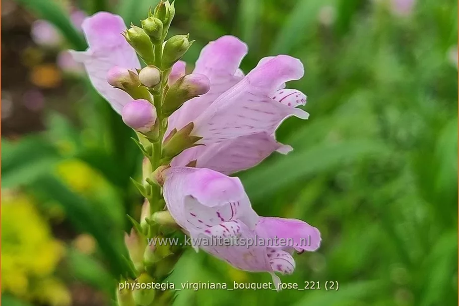 Physostegia virginiana 'Bouquet Rose'
