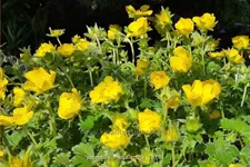 Potentilla megalantha