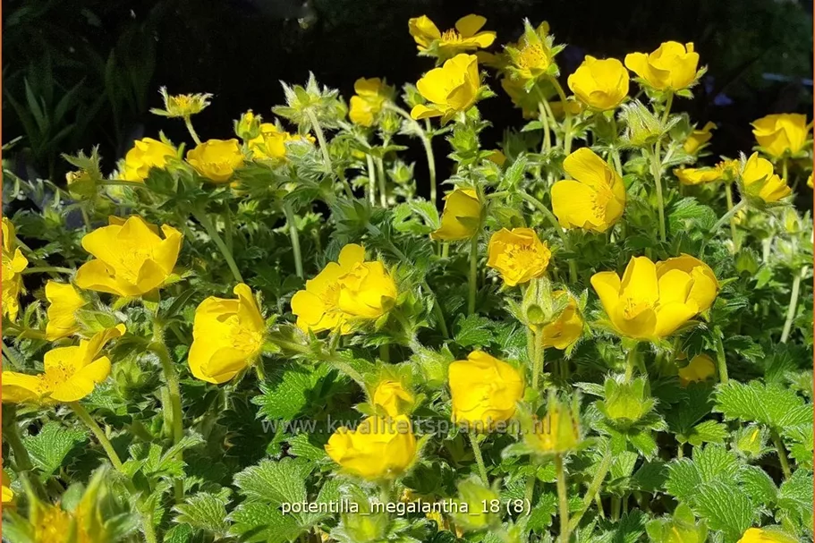Potentilla megalantha