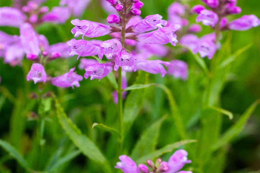 Physostegia virginiana 'Bouquet Rose'