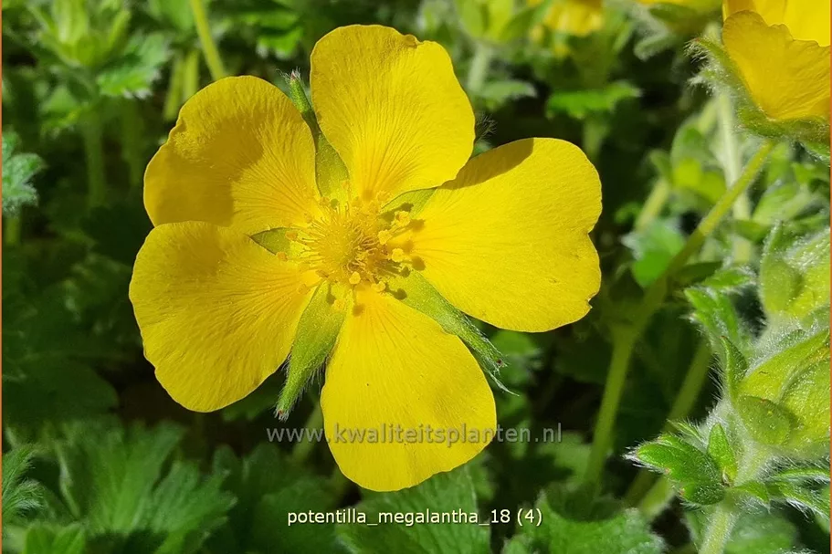 Potentilla megalantha