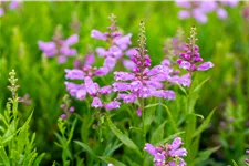 Physostegia virginiana 'Bouquet Rose'
