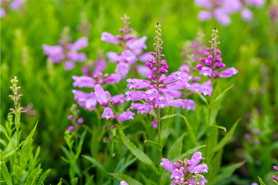 Physostegia virginiana 'Bouquet Rose'