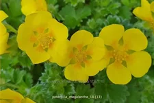 Potentilla megalantha