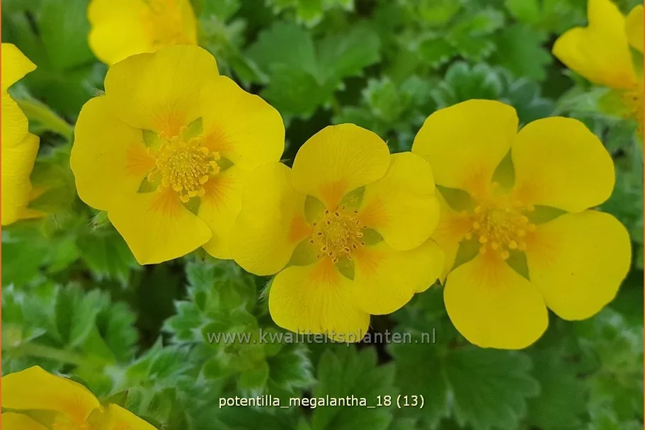 Potentilla megalantha
