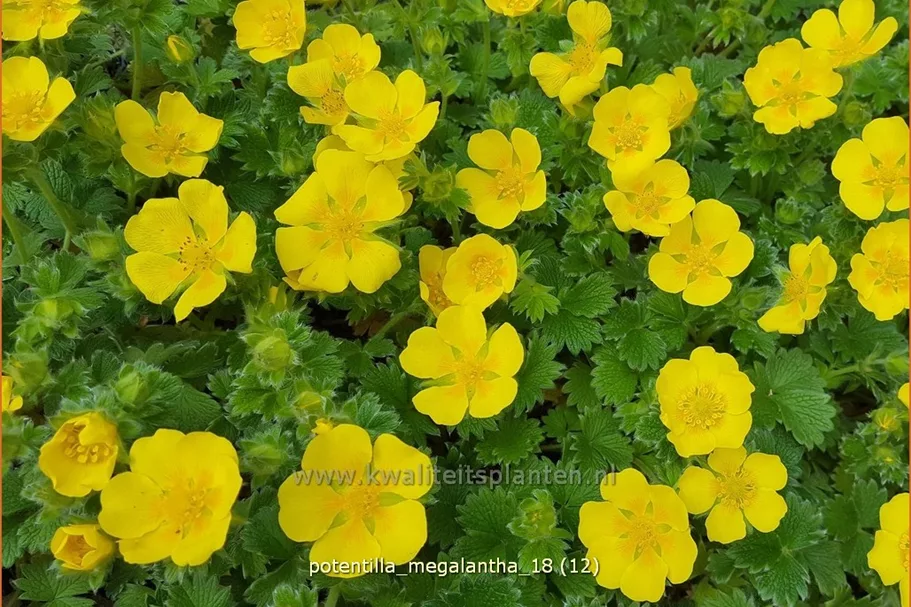 Potentilla megalantha