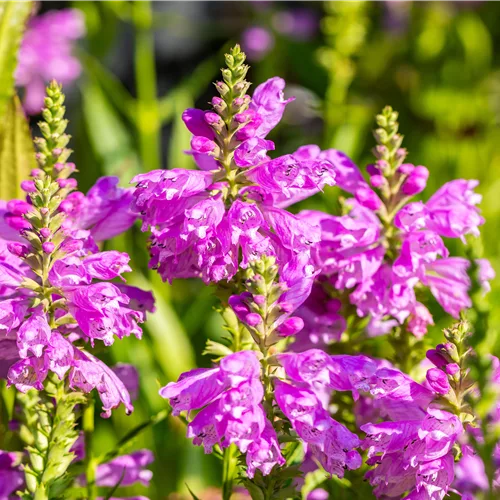 Physostegia virginiana 'Bouquet Rose'
