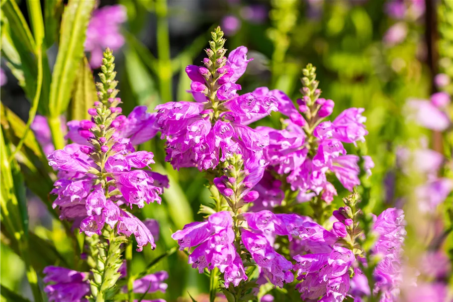 Physostegia virginiana 'Bouquet Rose'