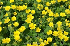 Potentilla megalantha