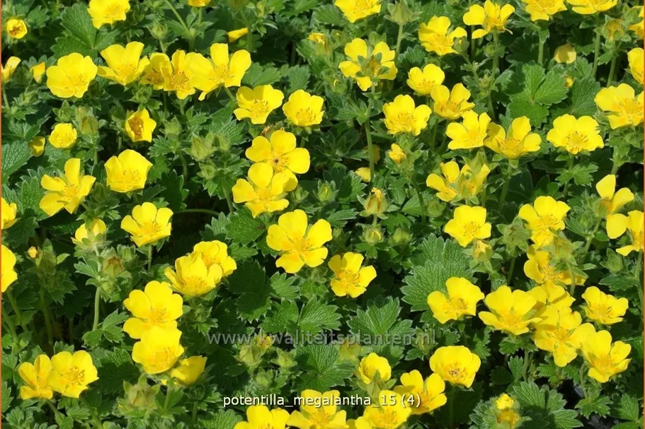 Potentilla megalantha