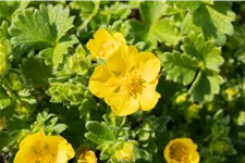 Potentilla megalantha