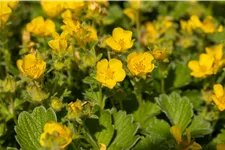 Potentilla megalantha