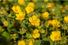 Potentilla megalantha