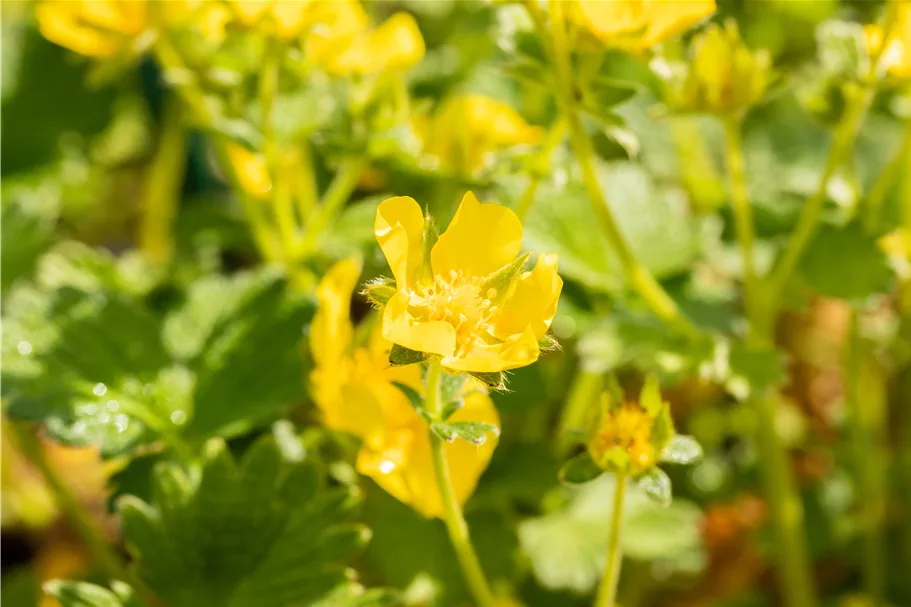 Potentilla megalantha