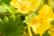 Potentilla megalantha
