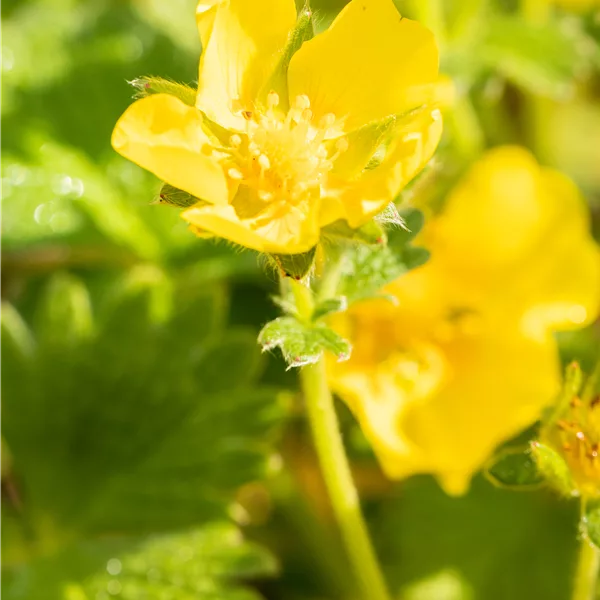 Potentilla megalantha